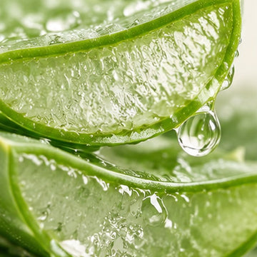 Aloe Vera Leaf Water & Glycerin