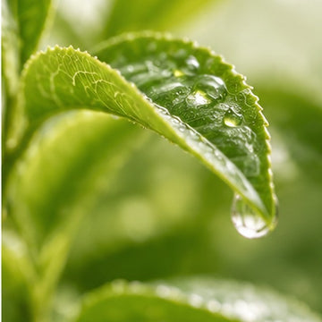 Green Tea Extract & EGCG